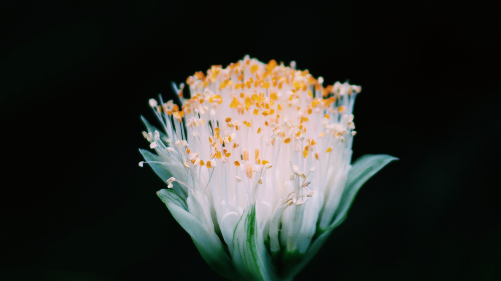 花卉pollen 4K壁纸 把春天与花粉的浪漫，装进你的高清屏幕