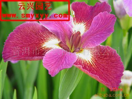 含油子仁、果仁与籽用花卉 从田间到厂家的产品开发与利用